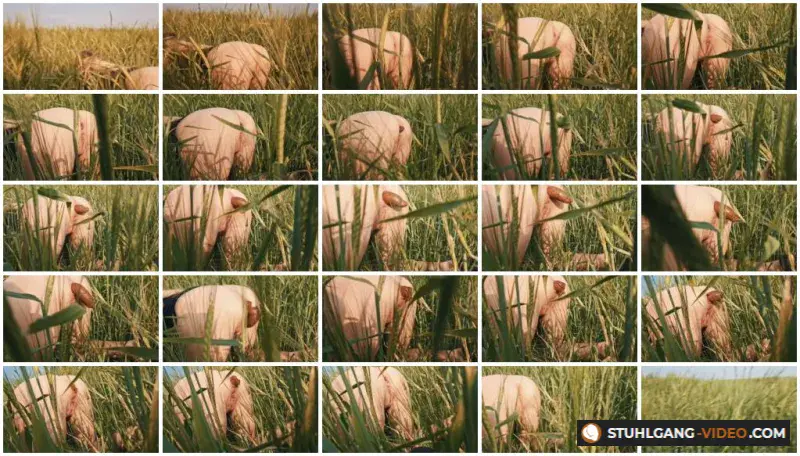 Watch Doggystyle Shit In a Field [HD 720p] Filthygrid.com Online